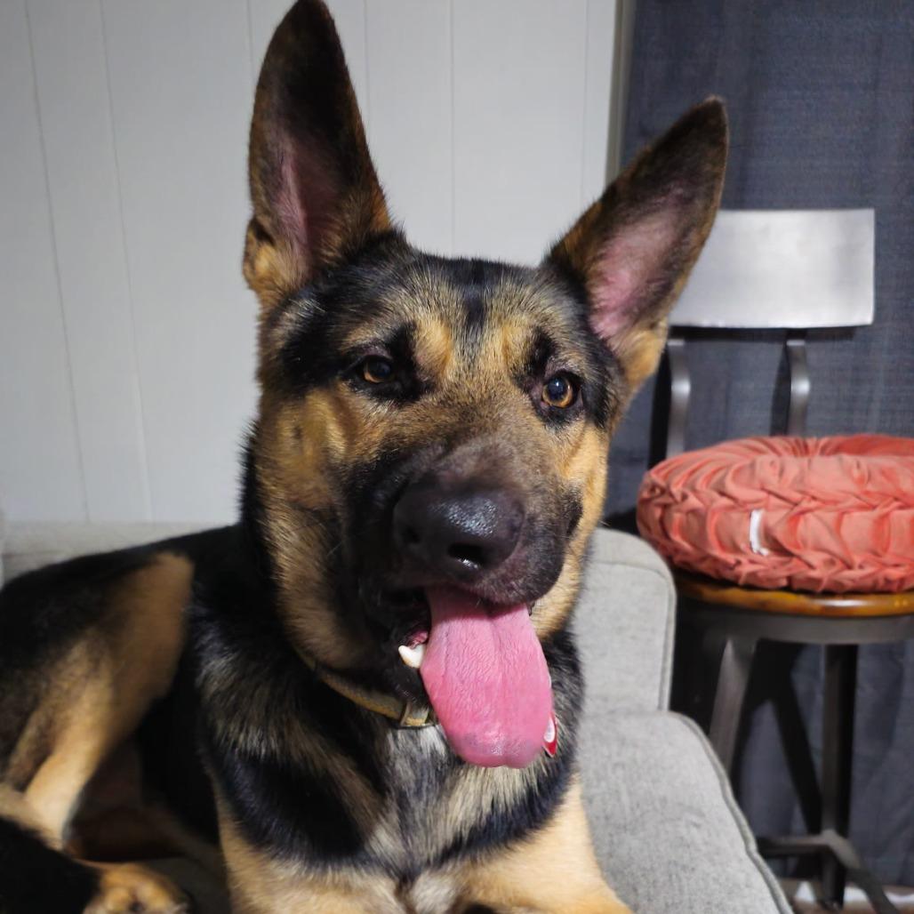 Enlarge Slate, a Adoptable German Shepherd Dog in Memphis, TN image 4/4
