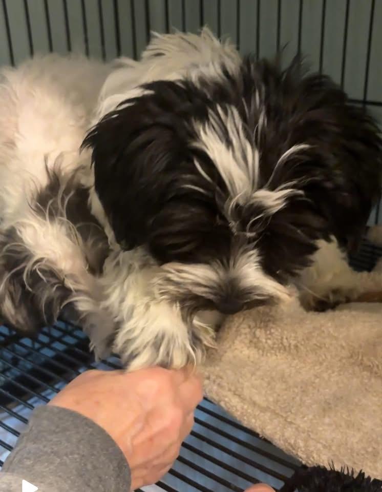 Pitter , a ADOPTABLE mixed breed in Knoxville, TN image 3/5