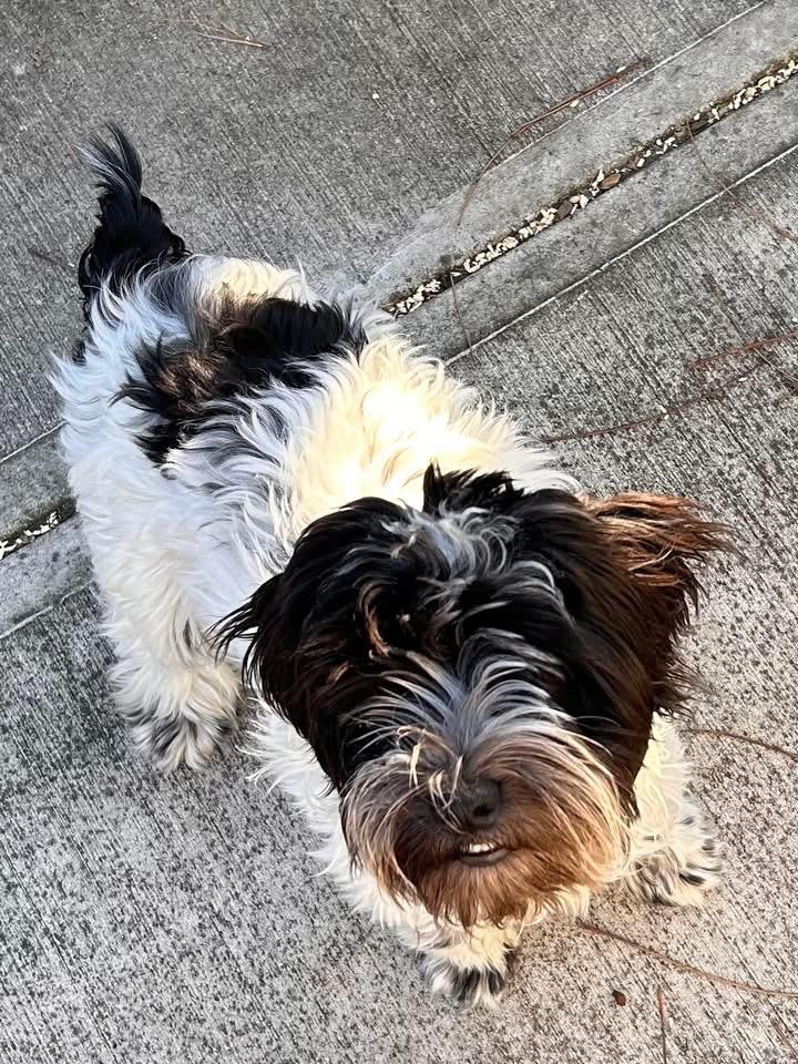 Pitter , a ADOPTABLE mixed breed in Knoxville, TN image 4/5