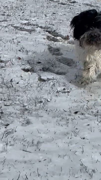 Enlarge Pitter , a ADOPTABLE mixed breed in Knoxville, TN video 5/5