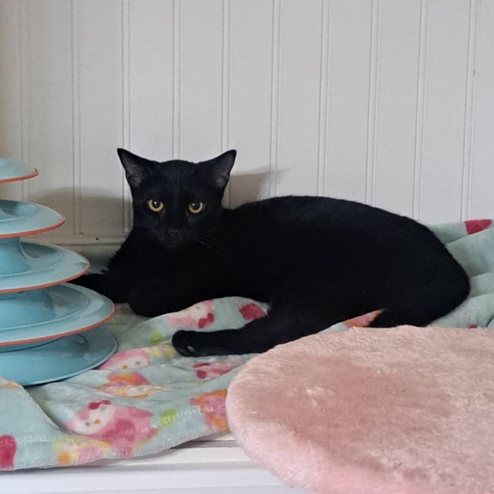 Enlarge Sporty (Bonded to Patrick), a Adoptable Domestic Short Hair in Kenosha, WI image 1/3