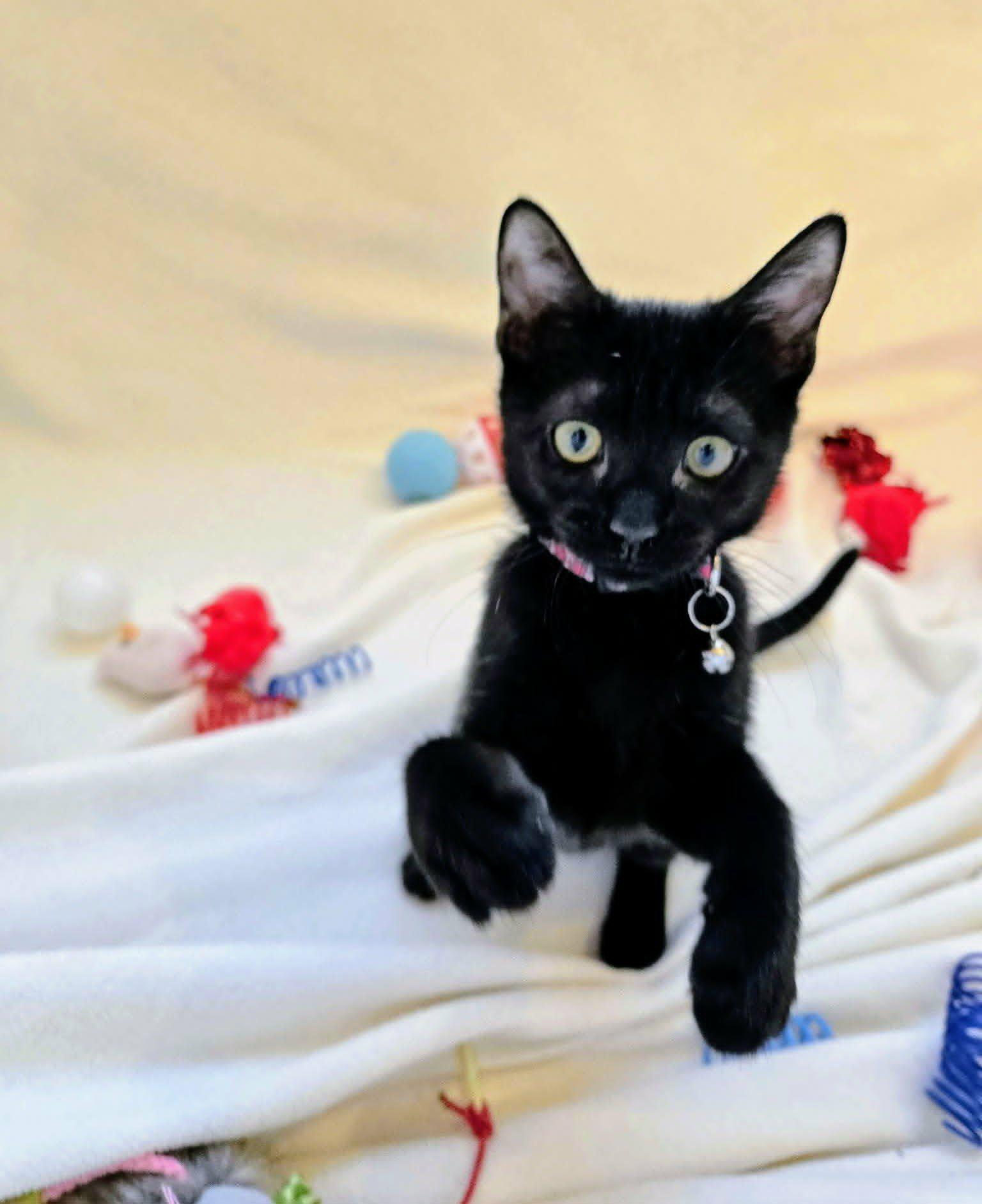 Enlarge TATER-TOT, a Adoptable Domestic Short Hair in Largo, FL image 2/2