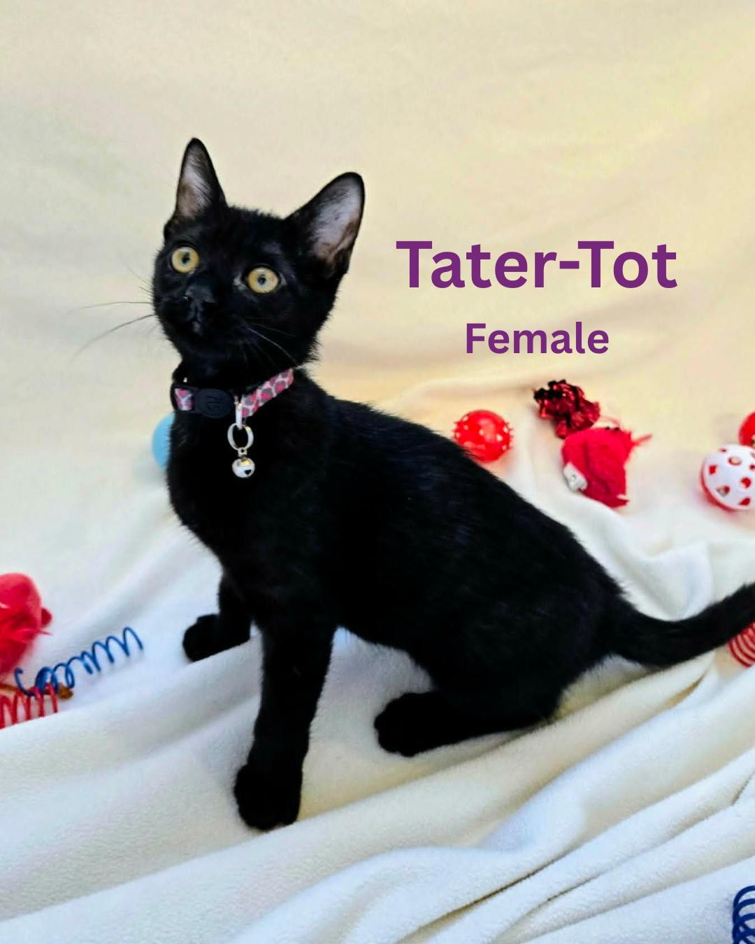 Enlarge TATER-TOT, a Adoptable Domestic Short Hair in Largo, FL image 1/2
