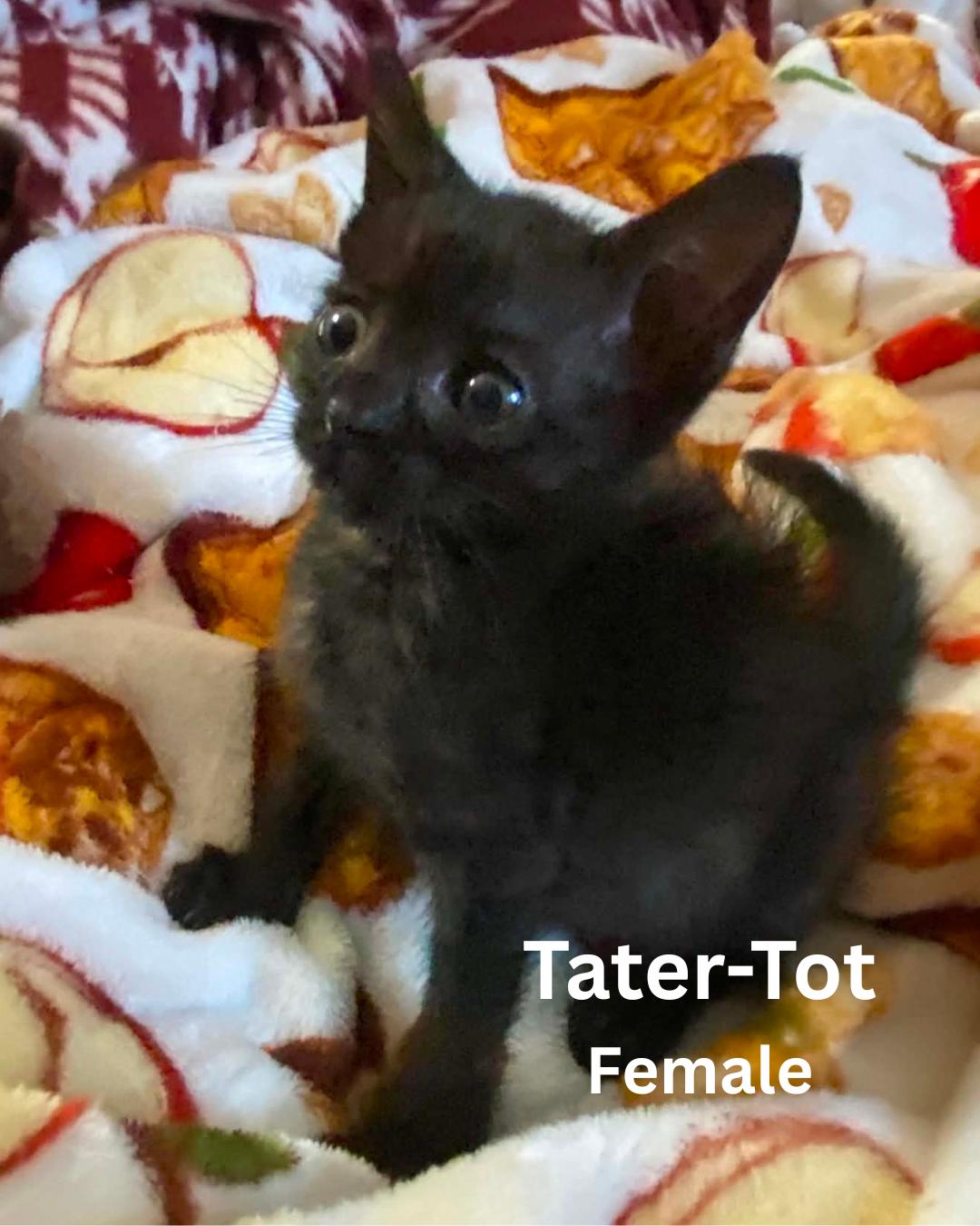 Enlarge TATER-TOT, a Adoptable Domestic Short Hair in Largo, FL image 1/1