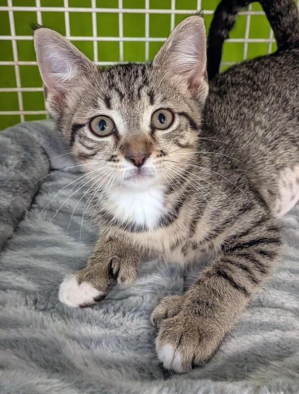 Hadley, ADOPTABLE, Kitten Female Extra-Toes Cat / Hemingway Polydactyl & Tiger.