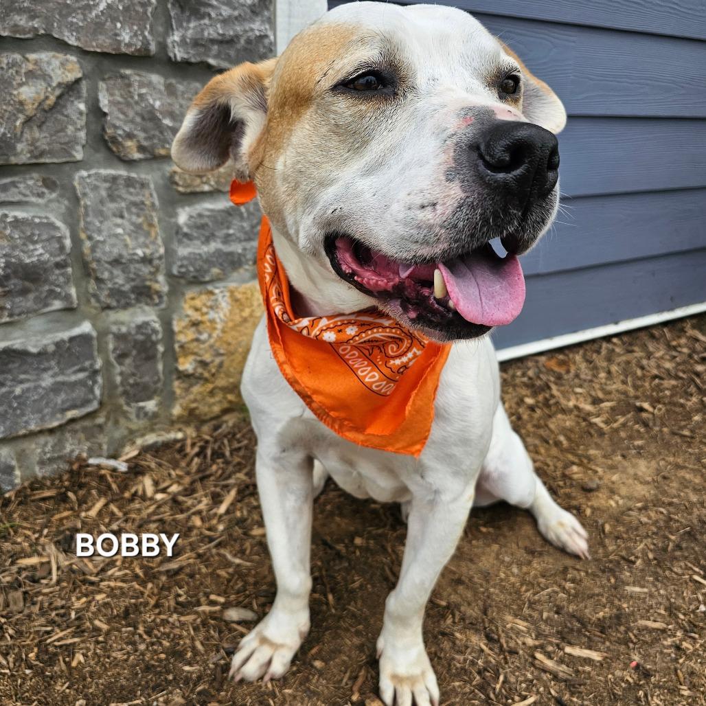 Bobby, Adoptable, Senior Male American Bulldog & Mixed Breed.