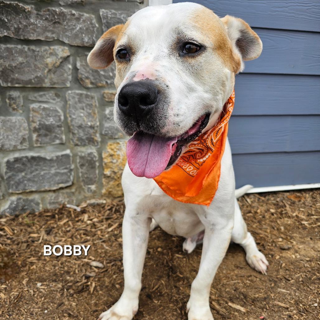 Enlarge Bobby, a Adoptable mixed breed in Madisonville, TN image 2/5