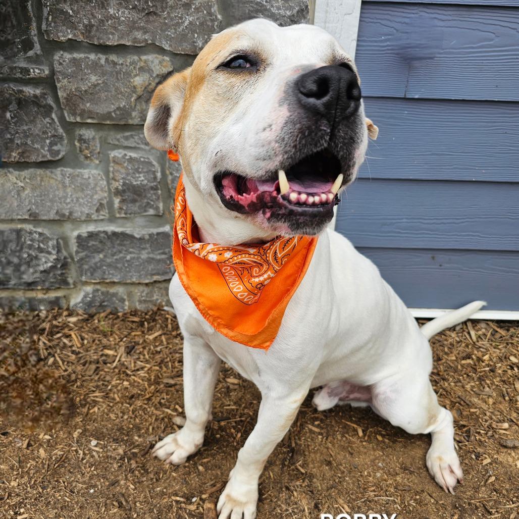 Enlarge Bobby, a Adoptable mixed breed in Madisonville, TN image 3/5