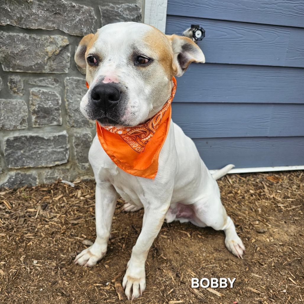 Enlarge Bobby, a Adoptable mixed breed in Madisonville, TN image 4/5