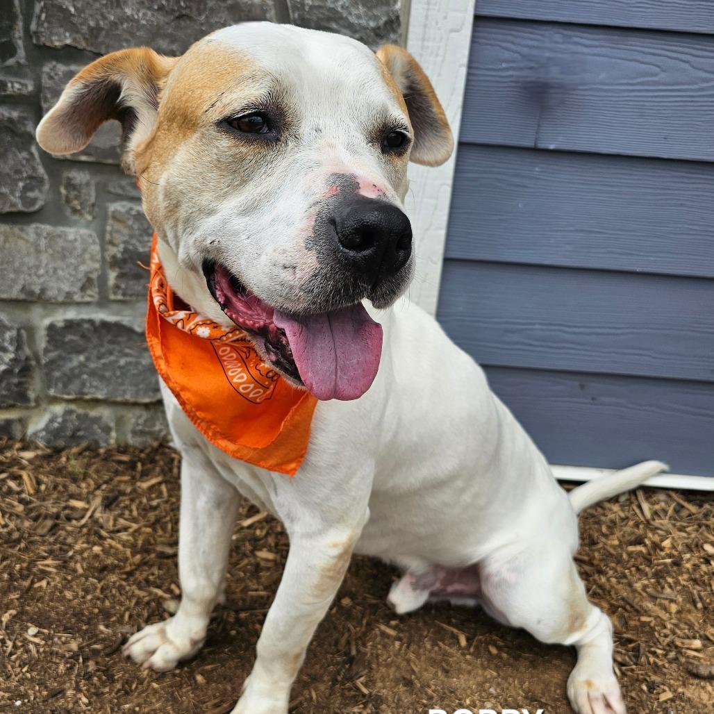 Enlarge Bobby, a Adoptable mixed breed in Madisonville, TN image 5/5