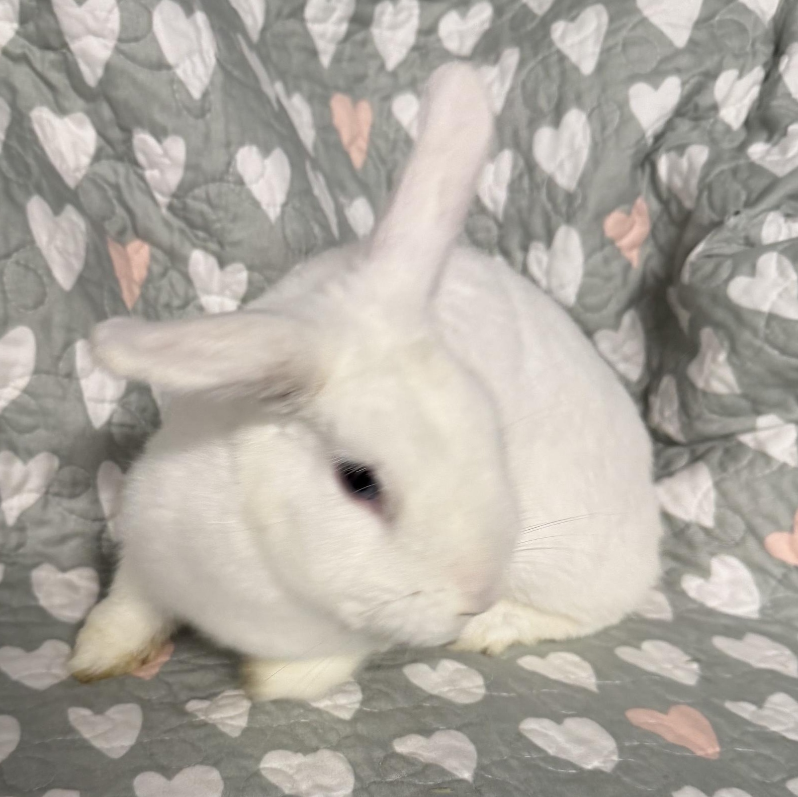 Enlarge SHANNON, a ADOPTABLE Polish in Forest Hills, NY image 4/6