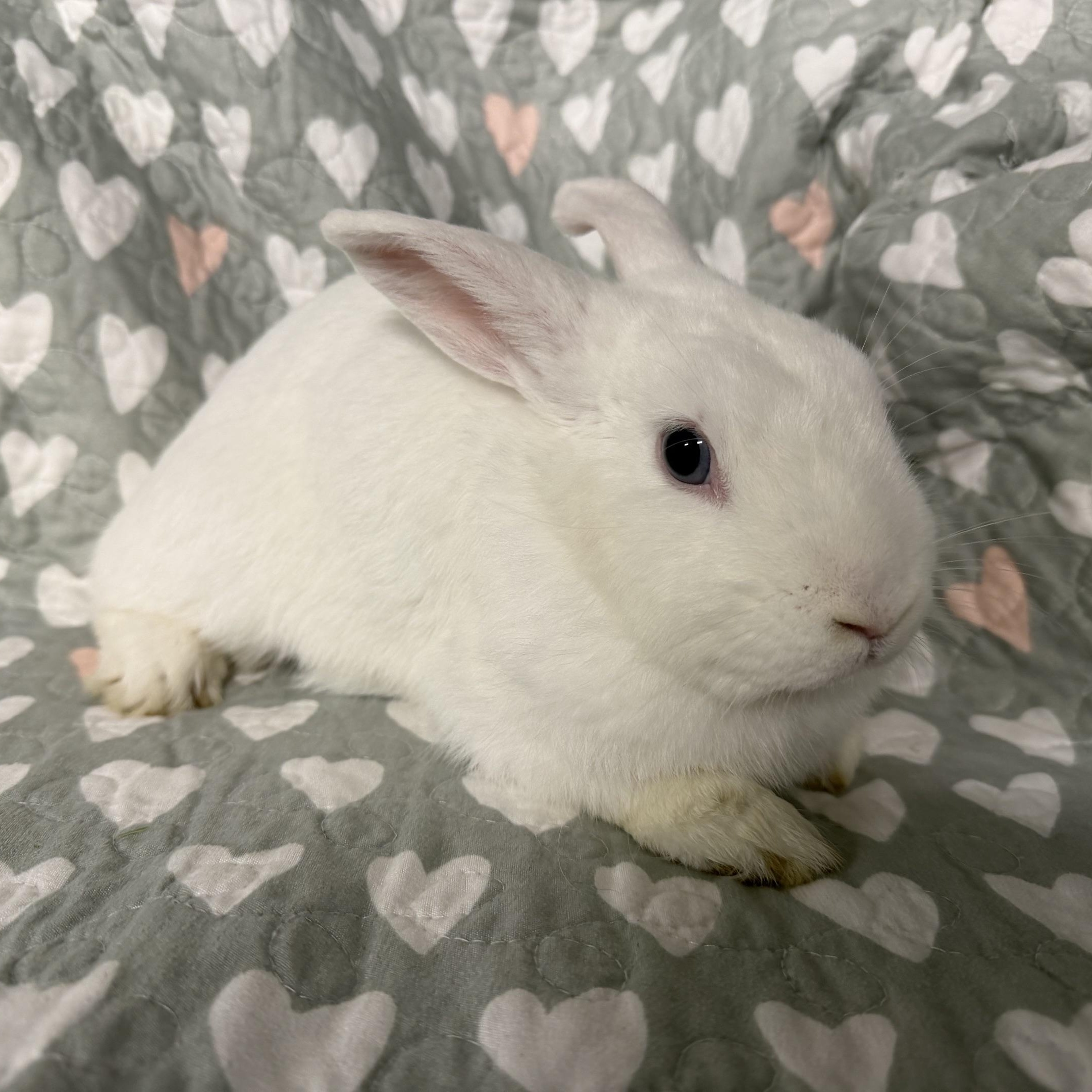 Enlarge SHANNON, a ADOPTABLE Polish in Forest Hills, NY image 5/6