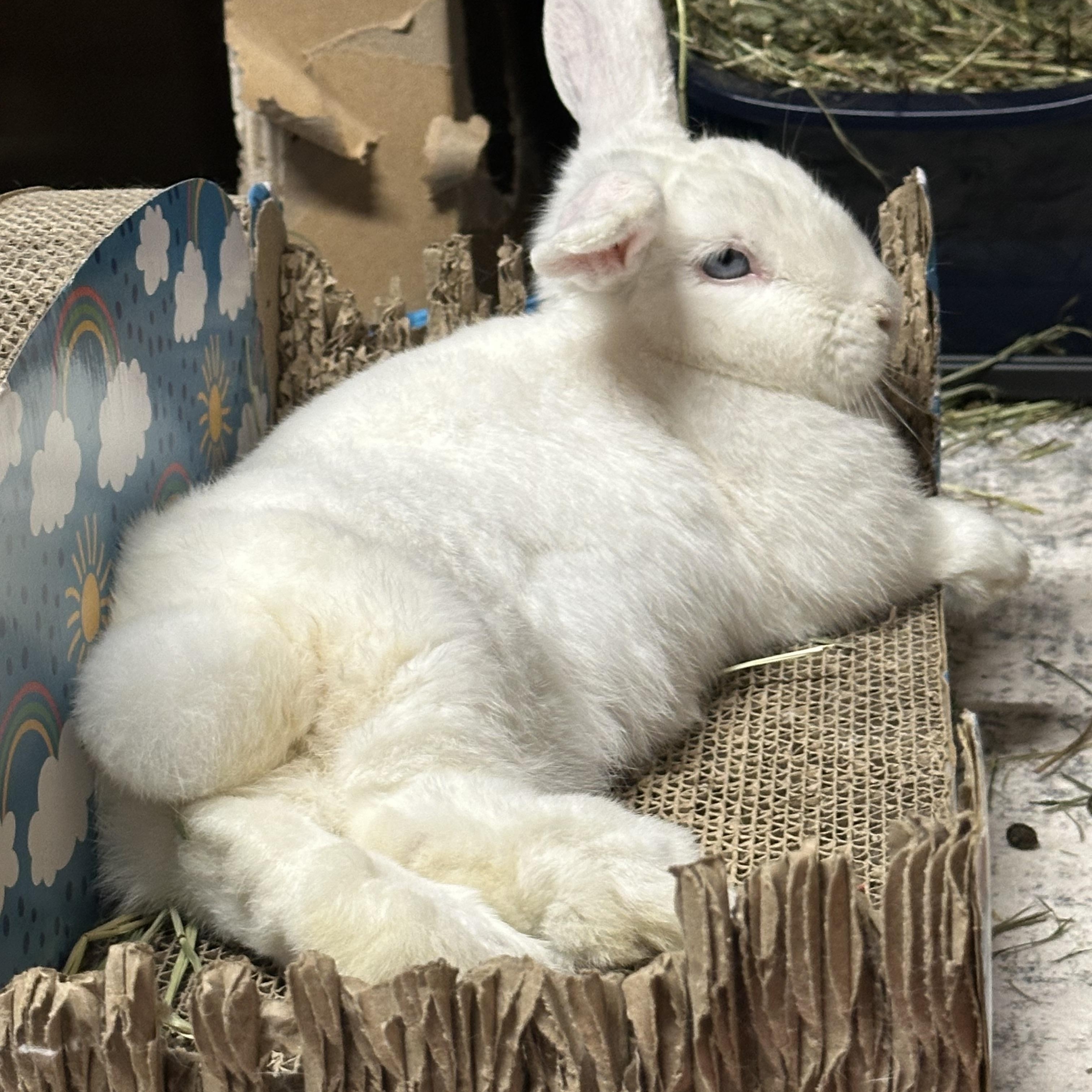 Enlarge SHANNON, a ADOPTABLE Polish in Forest Hills, NY image 6/6