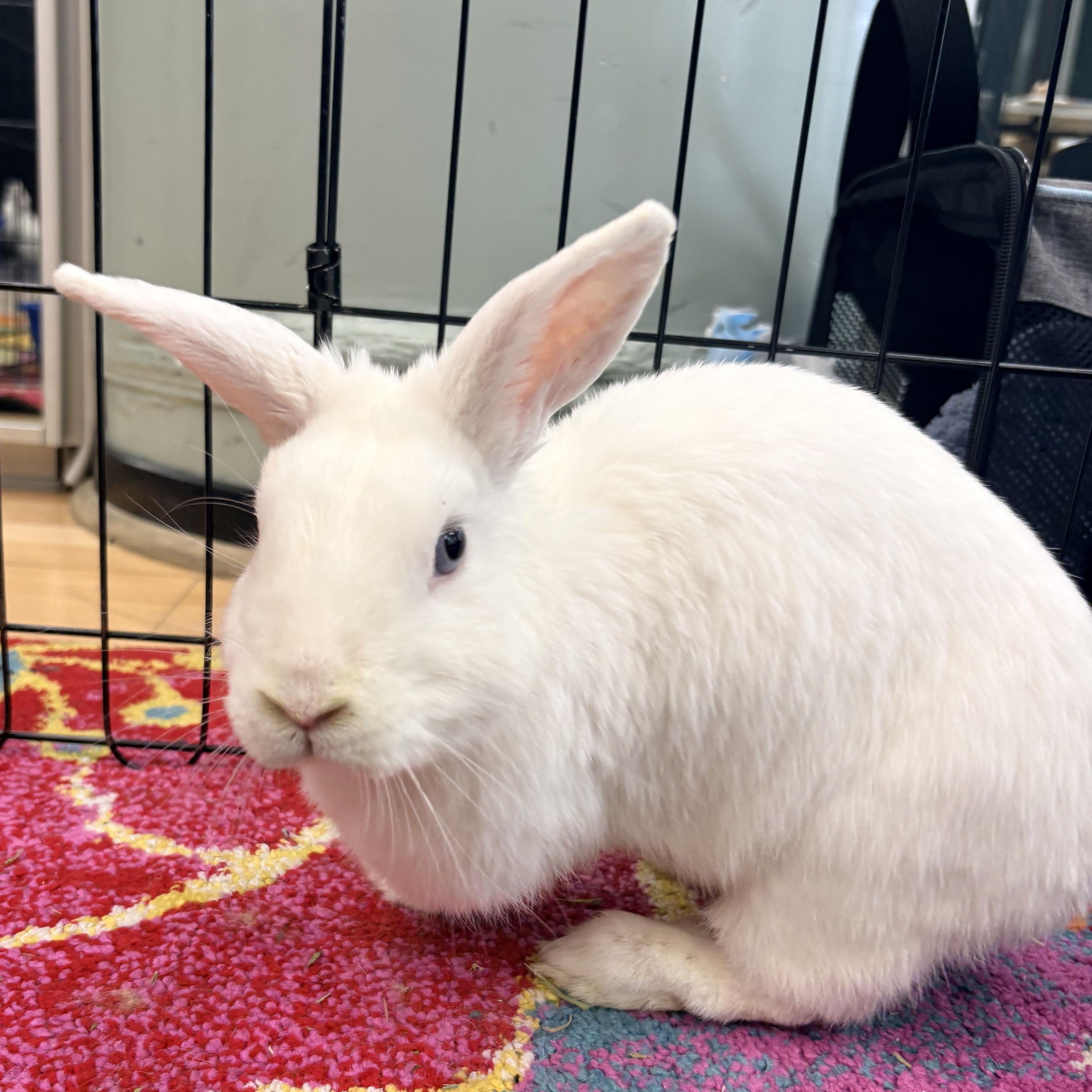 Enlarge SHANNON, a ADOPTABLE Polish in Forest Hills, NY image 3/6