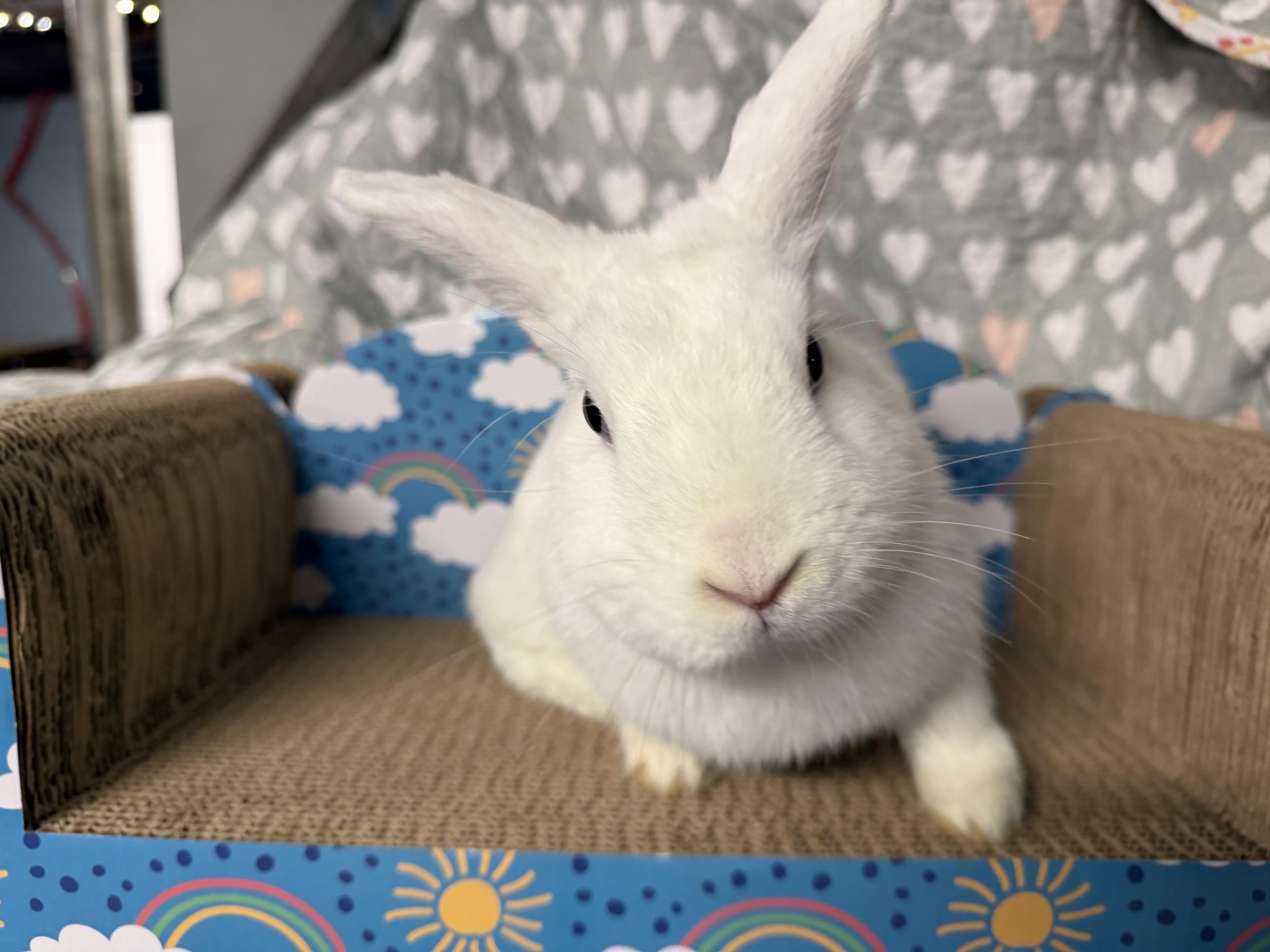 SHANNON, ADOPTABLE, Young Female Polish.