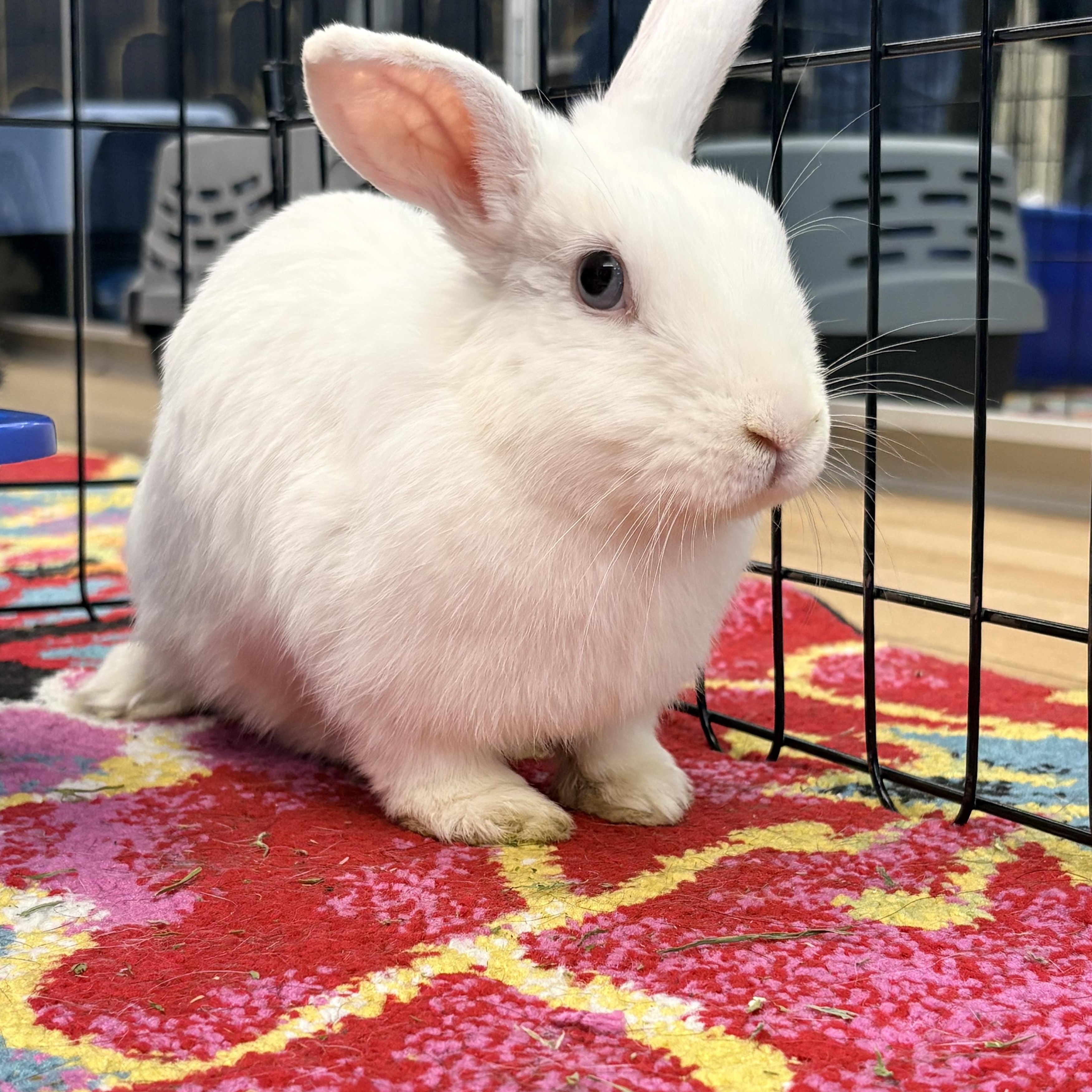 Enlarge SHANNON, a ADOPTABLE Polish in Forest Hills, NY image 2/6