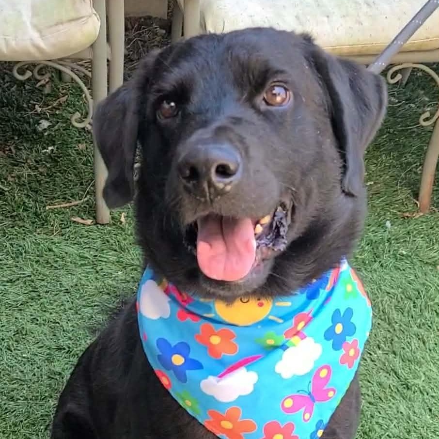 Oshe, a ADOPTABLE mixed breed in Woolwich, ME image 2/5