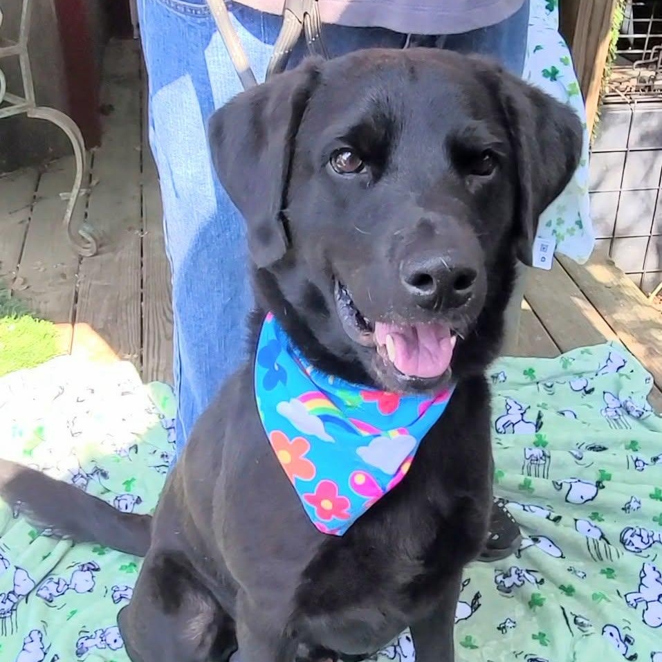 Oshe, a ADOPTABLE mixed breed in Woolwich, ME image 4/5