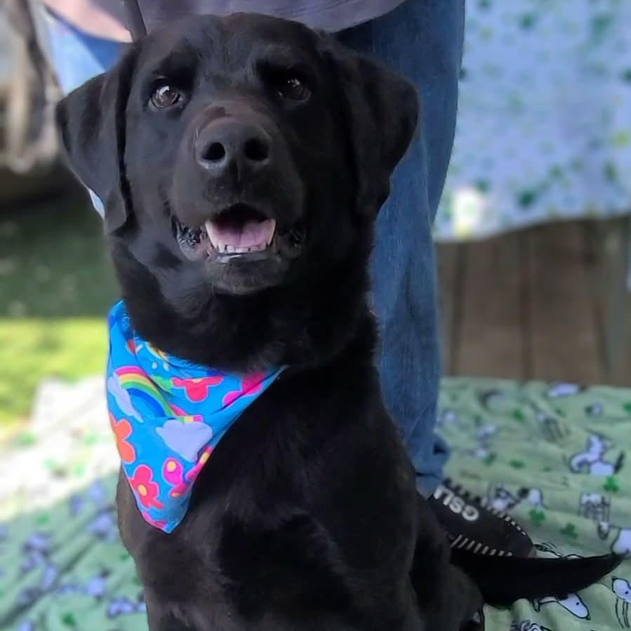 Oshe, a ADOPTABLE mixed breed in Woolwich, ME image 3/5