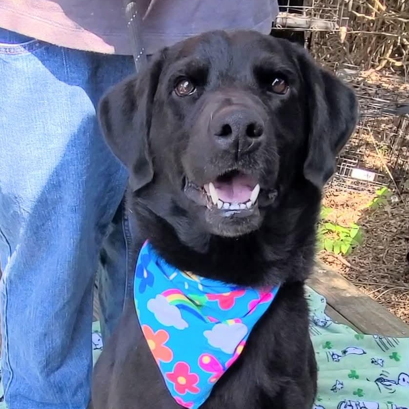 Oshe, a ADOPTABLE mixed breed in Woolwich, ME image 1/5