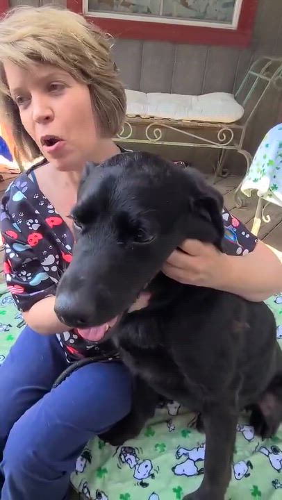 Enlarge Oshe, a ADOPTABLE mixed breed in Woolwich, ME video 5/5