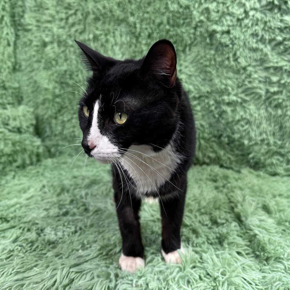 Woody, Adoptable, Young Male Domestic Short Hair.