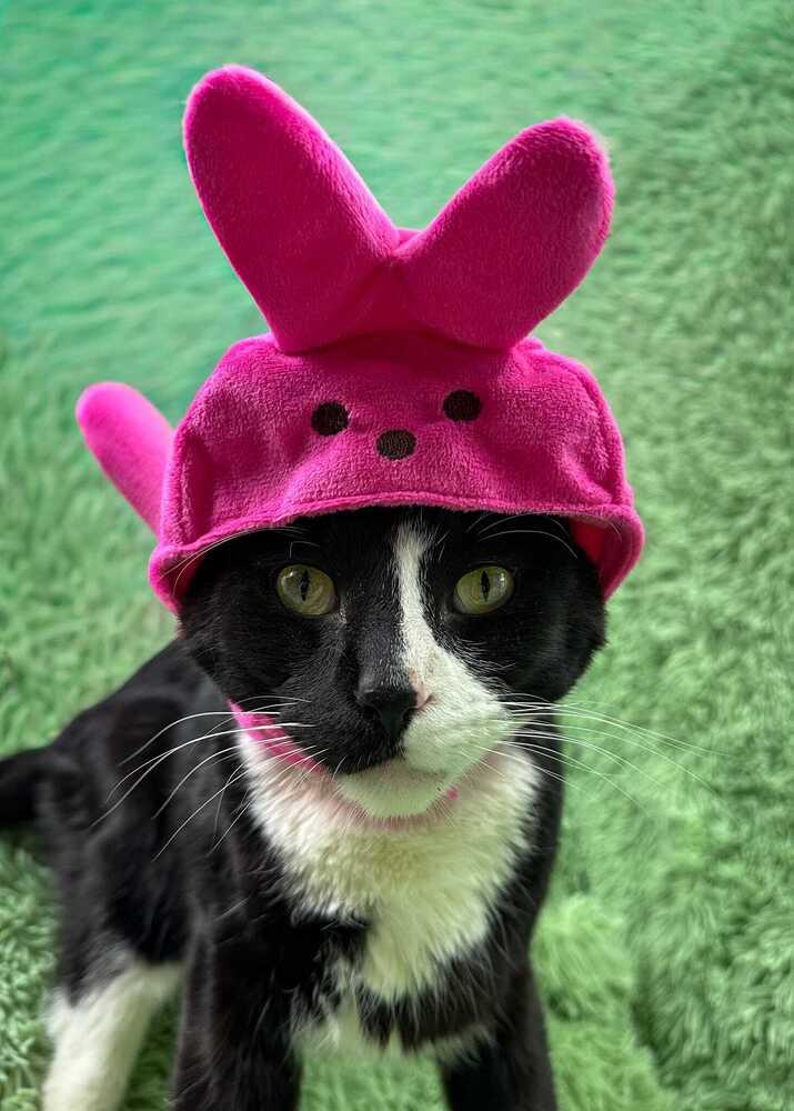 Woody, a Adoptable Domestic Short Hair in Wheaton, IL image 2/6