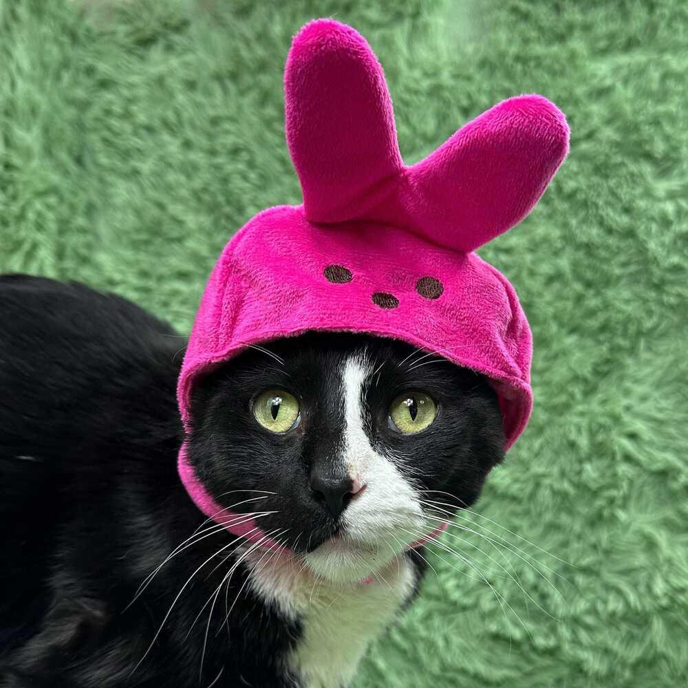 Woody, a Adoptable Domestic Short Hair in Wheaton, IL image 4/6