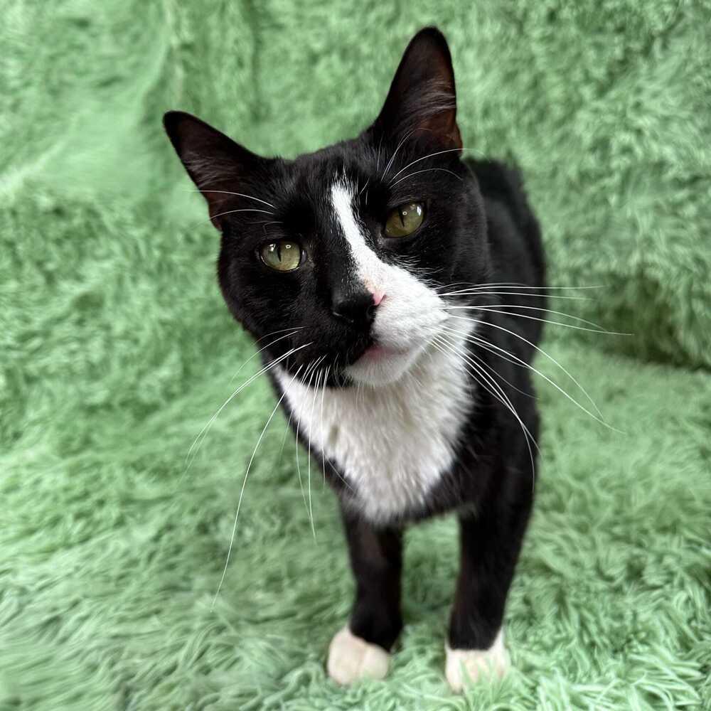Woody, a Adoptable Domestic Short Hair in Wheaton, IL image 5/6