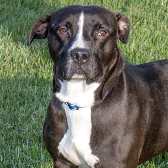 CHASE, Adoptable, Young Male Pit Bull Terrier & Mixed Breed.