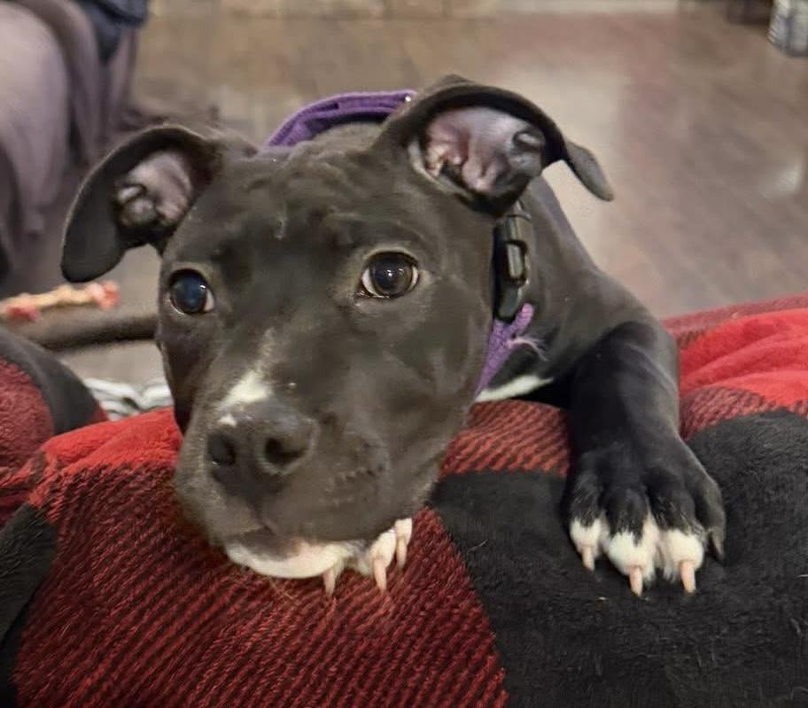 Rambo, adopted, Puppy Male Pit Bull Terrier.