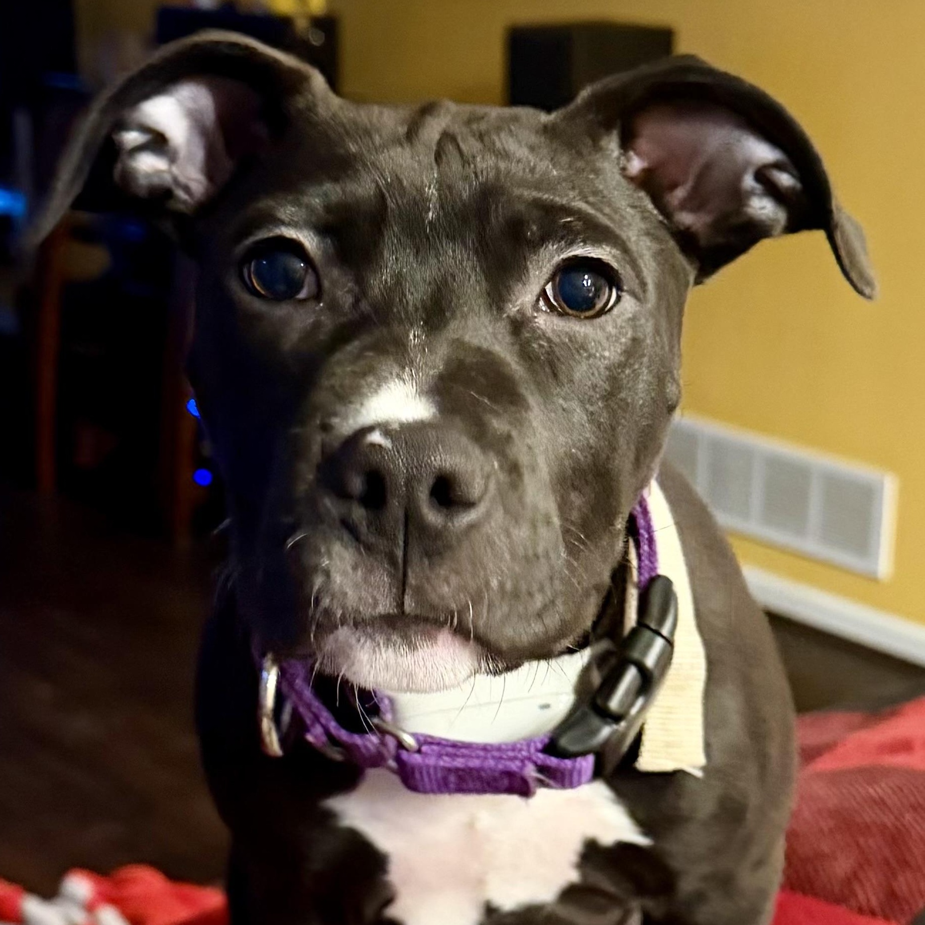 Enlarge Rambo, an adopted mixed breed in Painesville, OH image 2/5