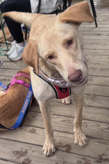Enlarge Aaron, a Adopted mixed breed in Watertown, CT image 4/4