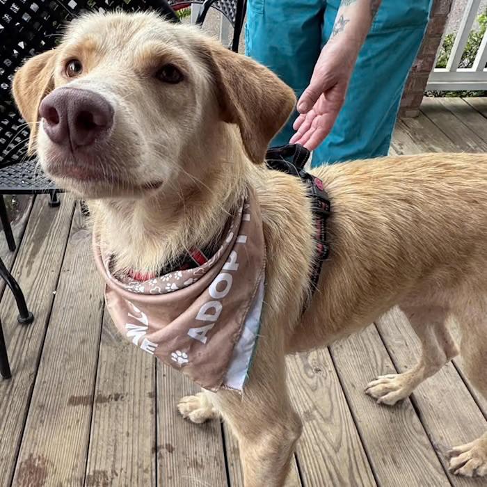 Enlarge Aaron, a Adopted mixed breed in Watertown, CT image 2/4