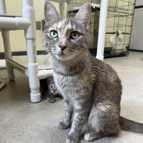 Peaches, a Adoptable Domestic Short Hair in Archbold , OH image 1/4