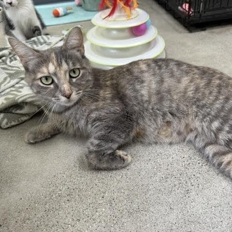 Peaches, a Adoptable Domestic Short Hair in Archbold , OH image 2/4