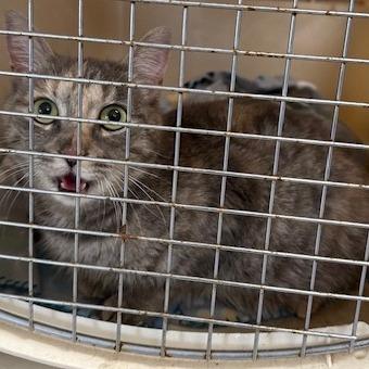 Peaches, a Adoptable Domestic Short Hair in Archbold , OH image 3/4