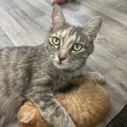 Peaches, a Adoptable Domestic Short Hair in Archbold , OH image 4/4