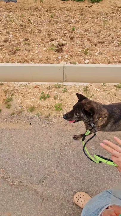 Enlarge MAY, a Adoptable mixed breed in Centreville, VA video 5/5