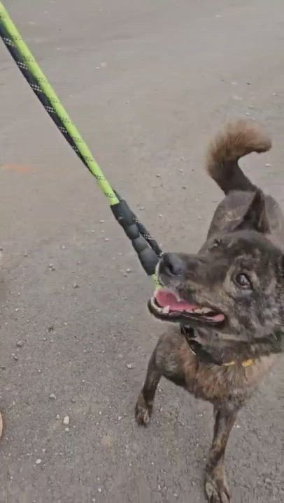 Enlarge MAY, a Adoptable mixed breed in Centreville, VA video 4/5