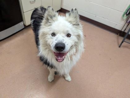 Moochacho, Adoptable, Adult Male Chow Chow & Mixed Breed.