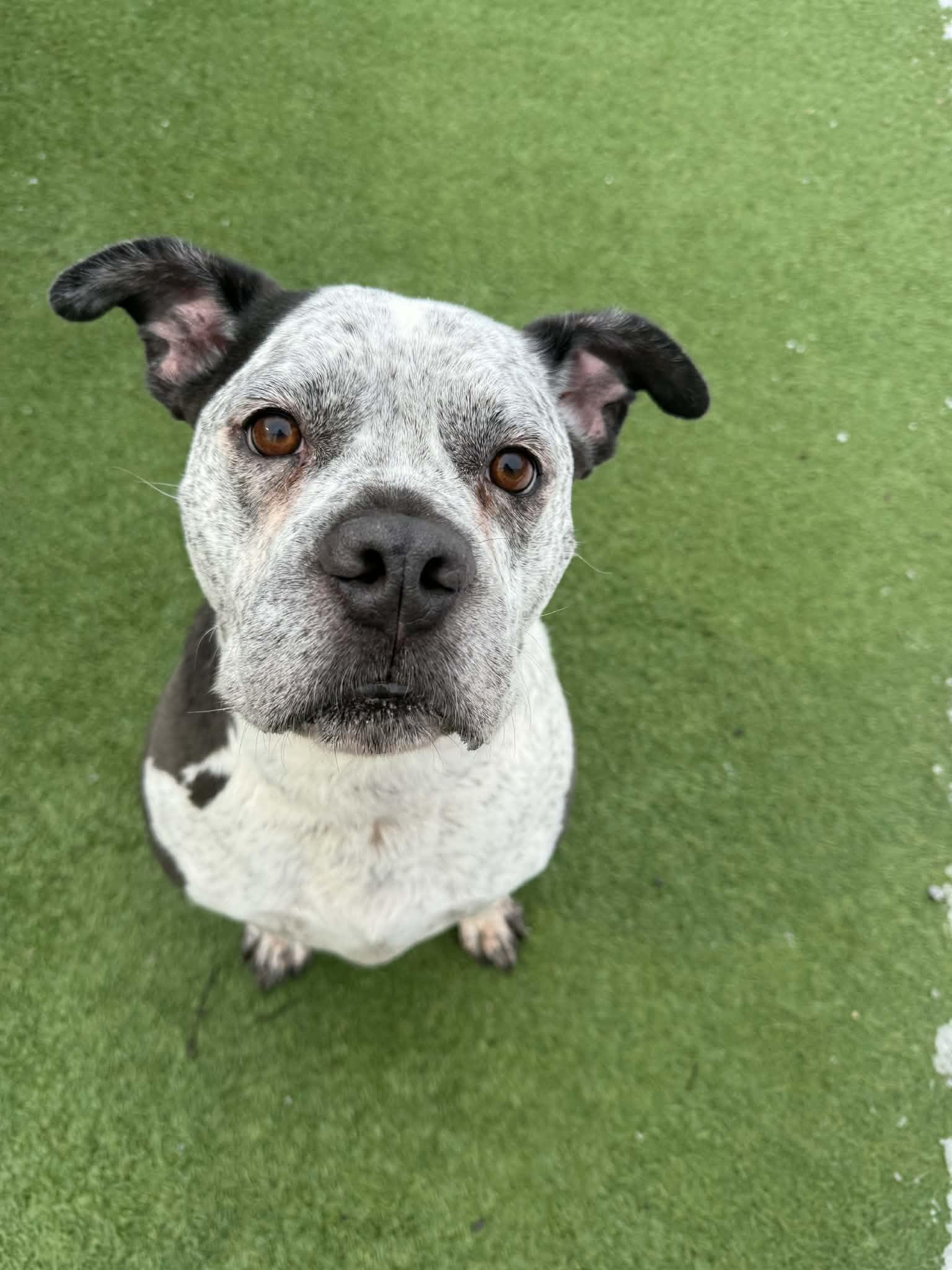 Shadow, a ADOPTABLE mixed breed in Groton, CT image 1/4