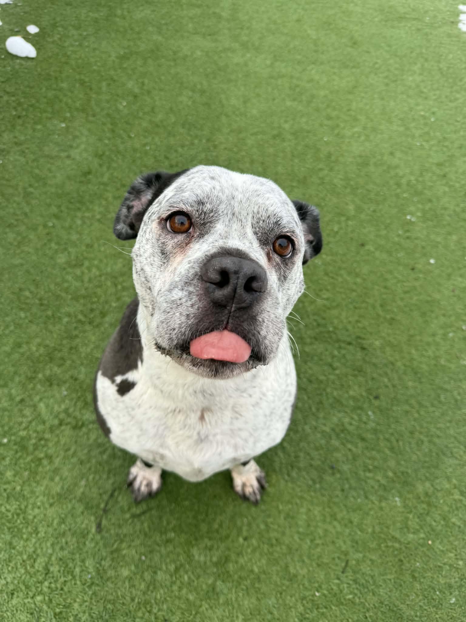 Shadow, a ADOPTABLE mixed breed in Groton, CT image 2/4