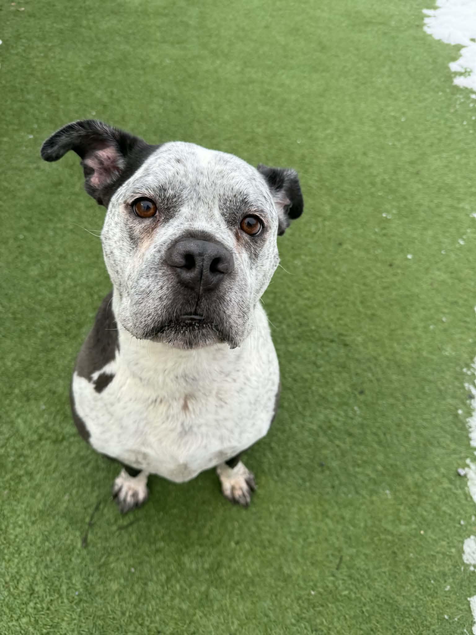 Shadow, a ADOPTABLE mixed breed in Groton, CT image 3/4