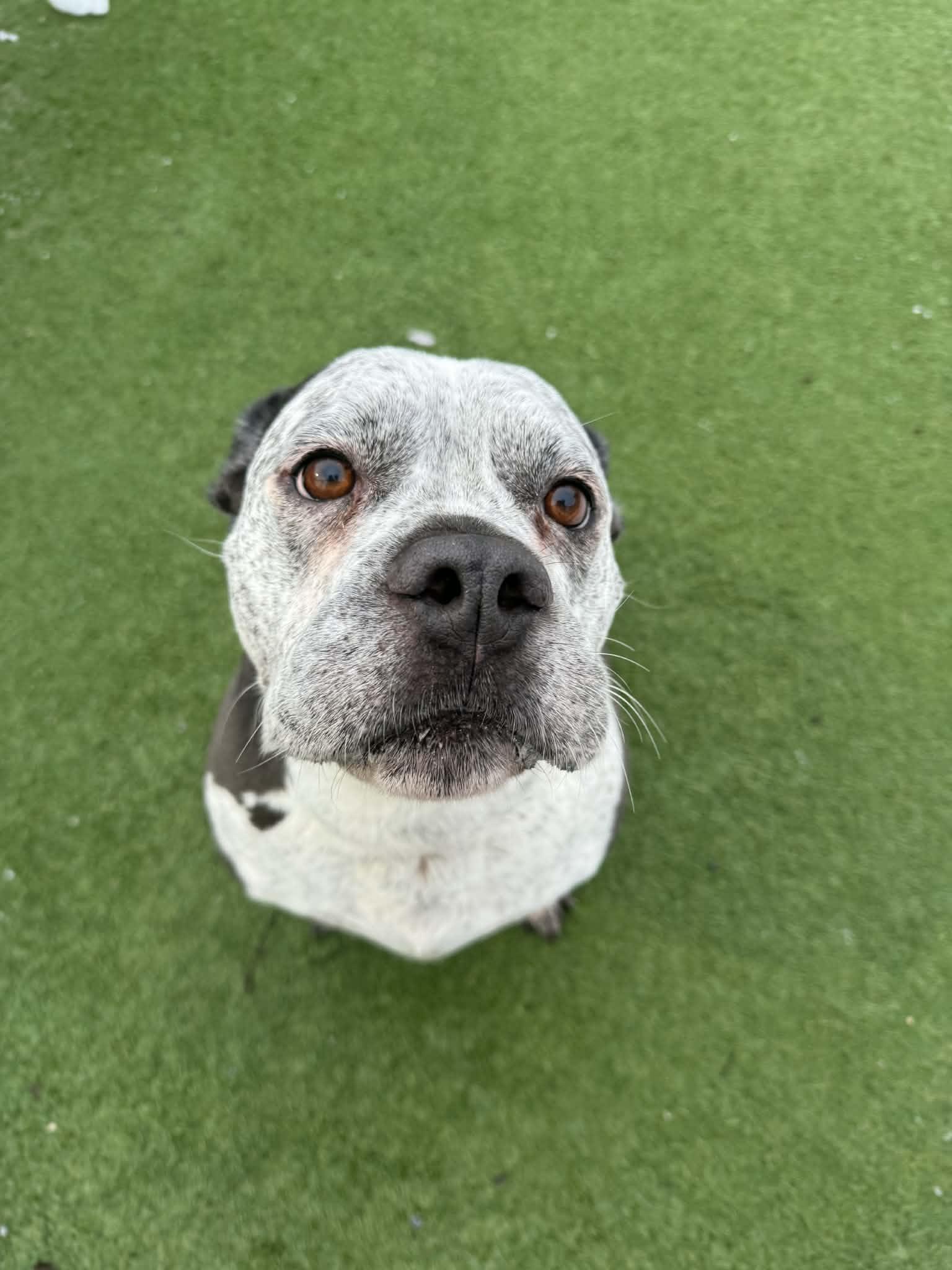 Shadow, a ADOPTABLE mixed breed in Groton, CT image 4/4