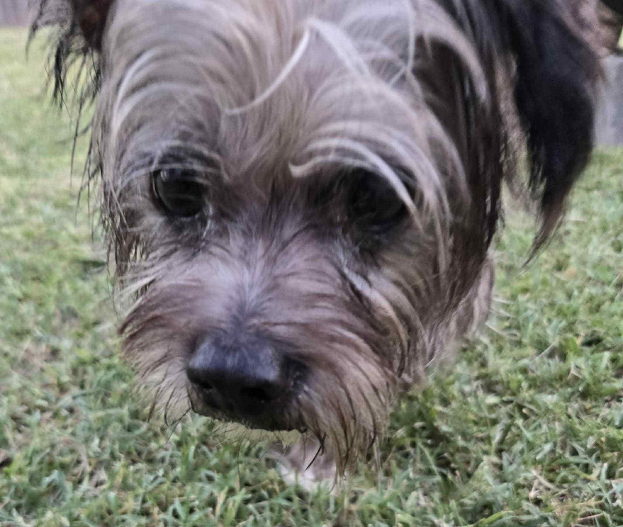 Enlarge Duddly, a Adopted mixed breed in Rowlett, TX image 1/6