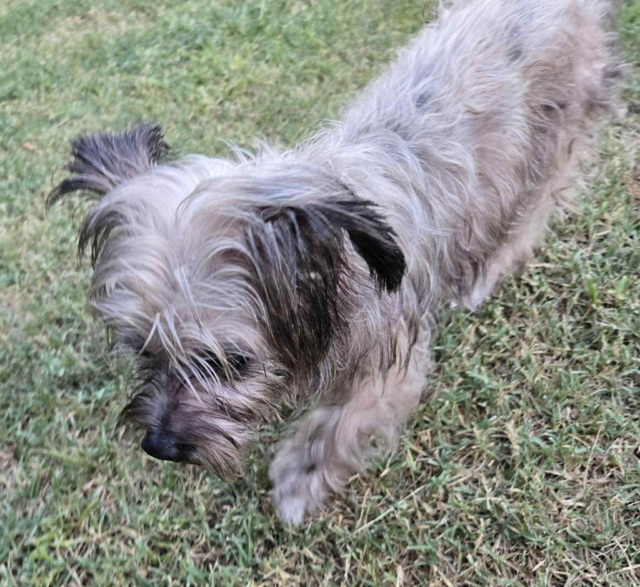 Enlarge Duddly, a Adopted mixed breed in Rowlett, TX image 2/6