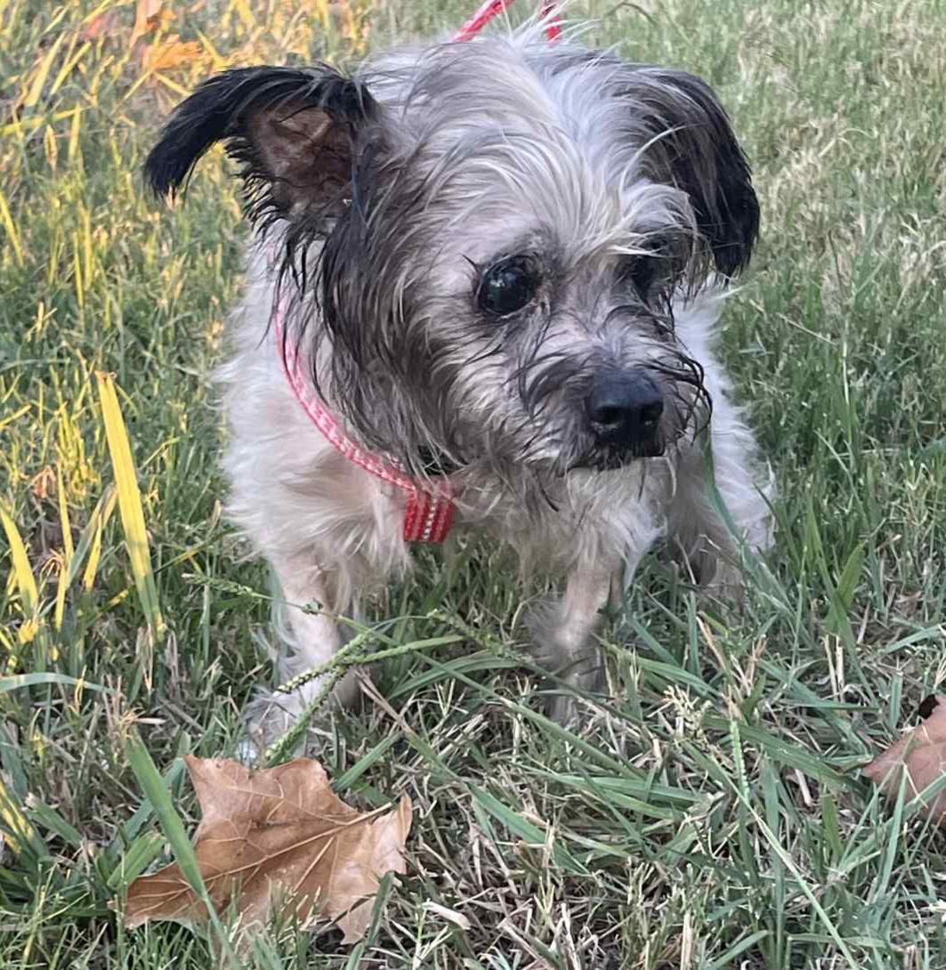 Enlarge Duddly, a Adopted mixed breed in Rowlett, TX image 3/6