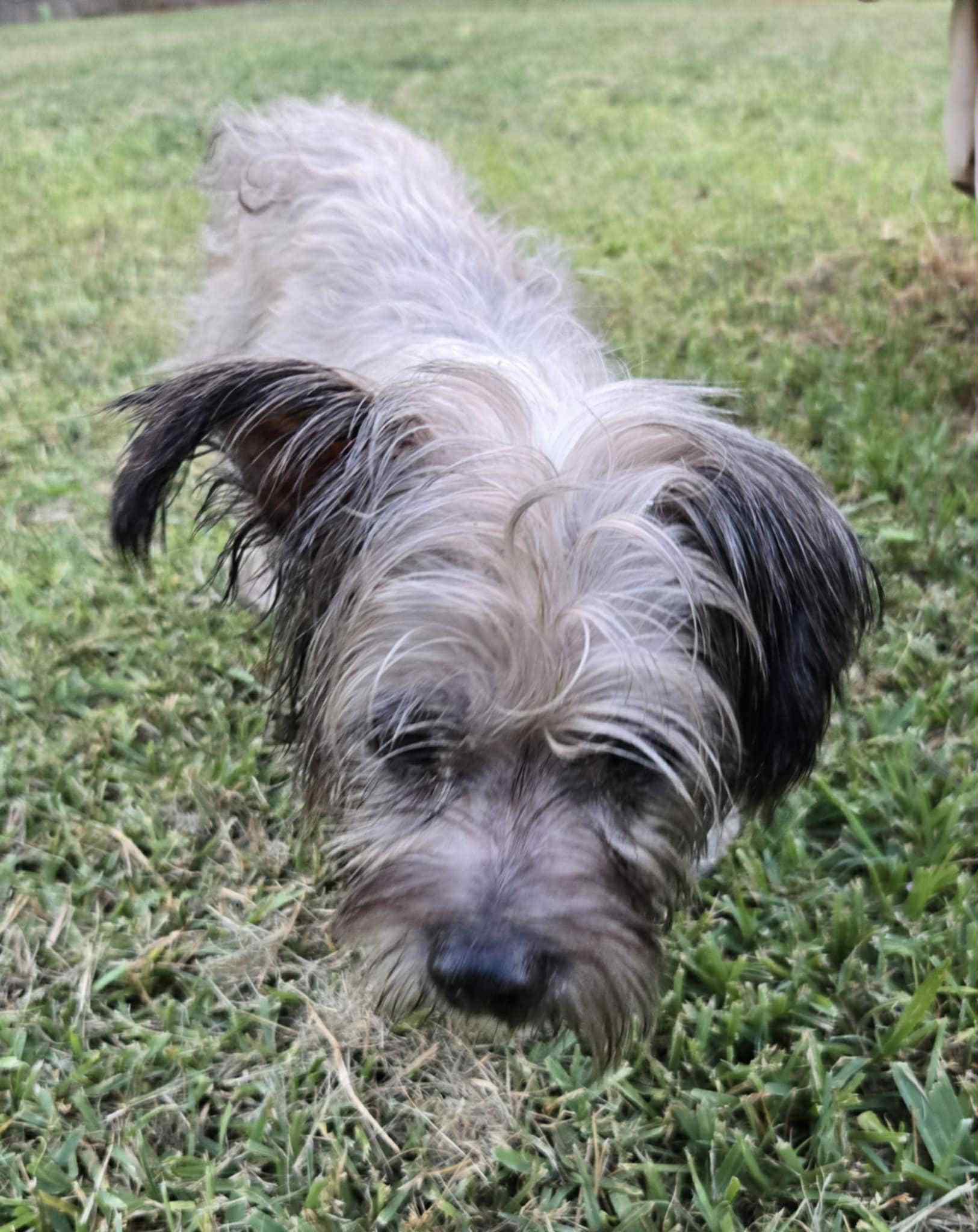 Enlarge Duddly, a Adopted mixed breed in Rowlett, TX image 4/6