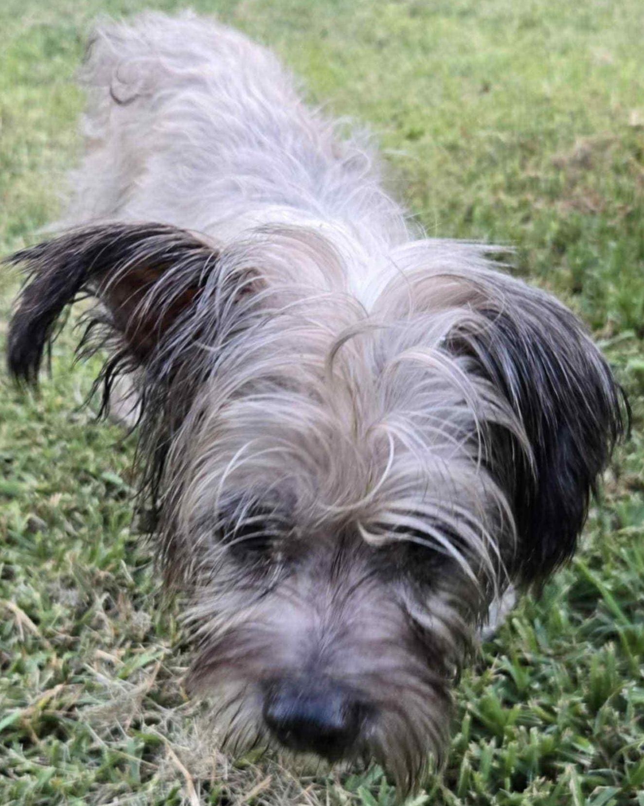 Enlarge Duddly, a Adopted mixed breed in Rowlett, TX image 5/6